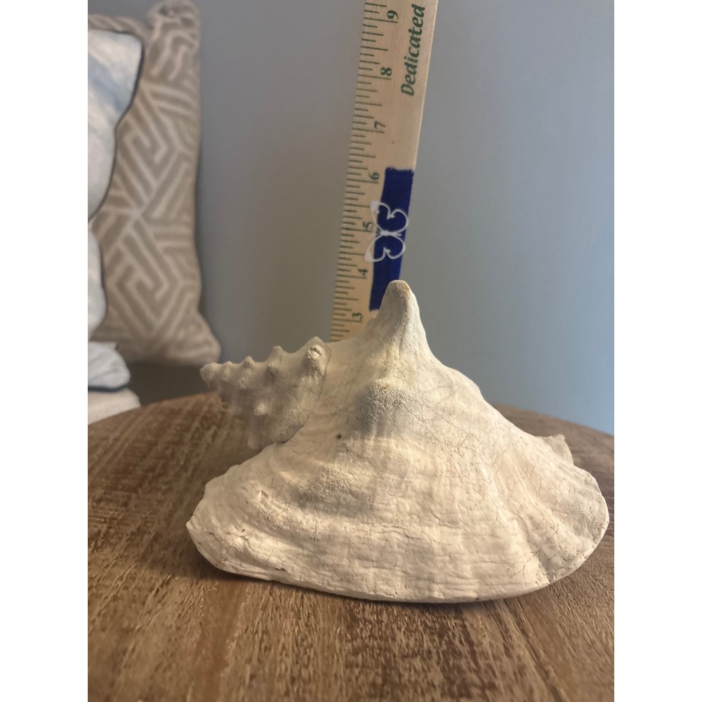 Real Sea Shell / Queen Conch Shell - Picture 5 of 5